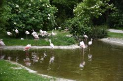 Thomas Junge Flamingos